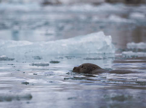 Bearded seal in svalbard