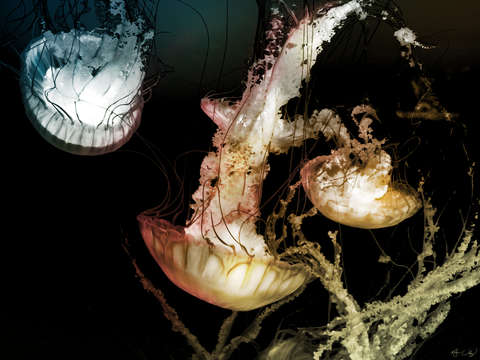 Cnidarians ii