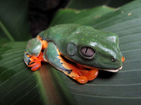 Tree frog on leaf