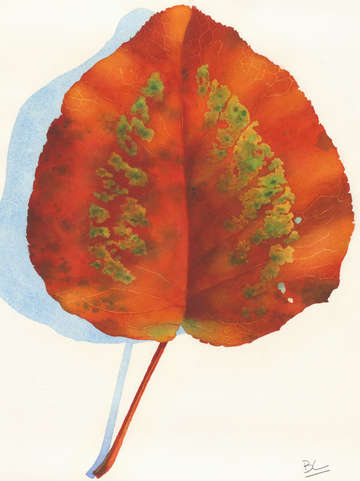 Big red big leaf