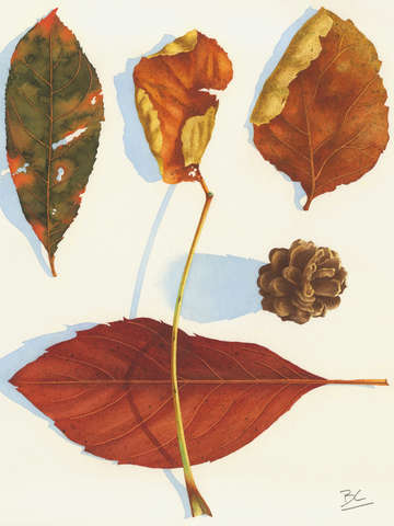 Autumn assortment