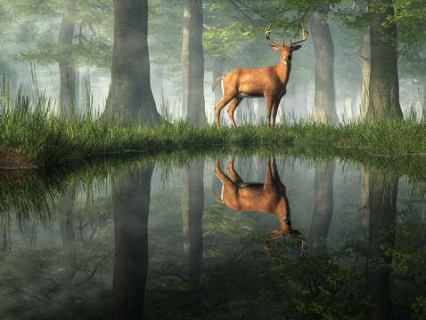 White tailed deer reflected
