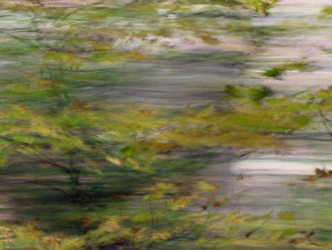 Forest impressionism 2