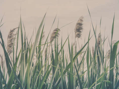 Murmur carelessly