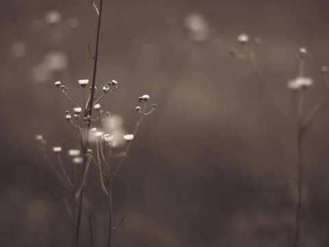 Just to hear its melody
