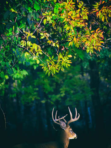 Buck below