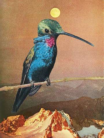 Hummingbird 4