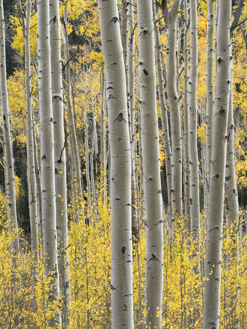 Aspens 4