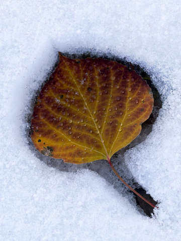 Leaf in snow