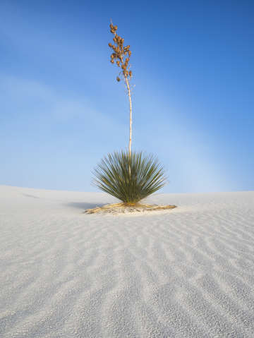 White sands yucca