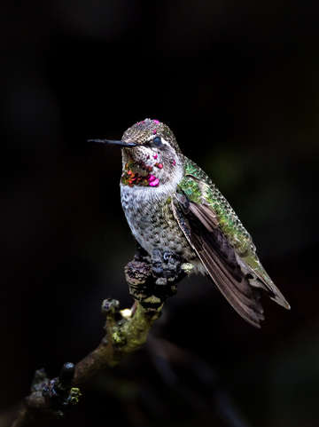 Hummingbird perched on branch