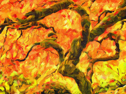 Japanese maple 2