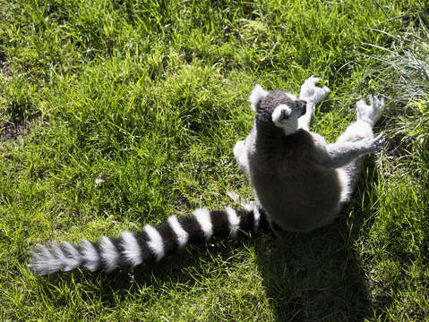 Ring tailed lemur