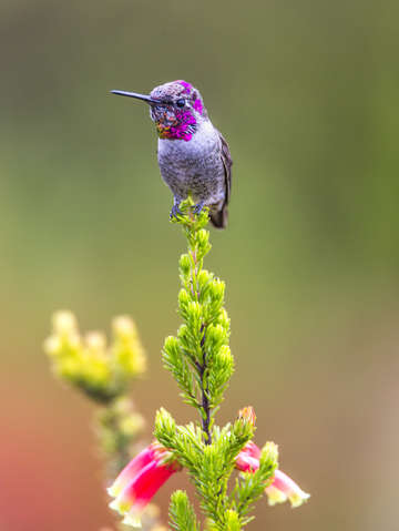 Hummingbird overlooking territory