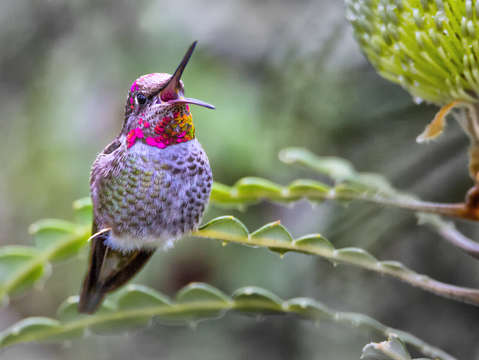 Hummingbird perched on plant