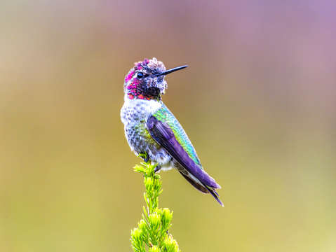 Hummingbird overlooking territory 2