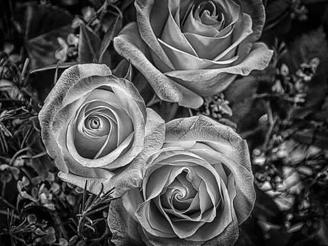 White roses 2