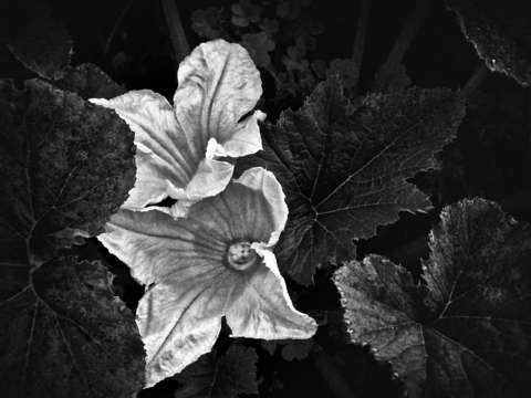 Twin flowers