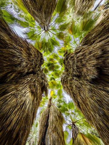 Palm canopy