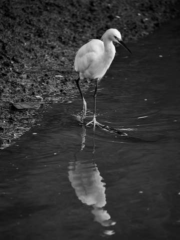 Snowy egret bw 2