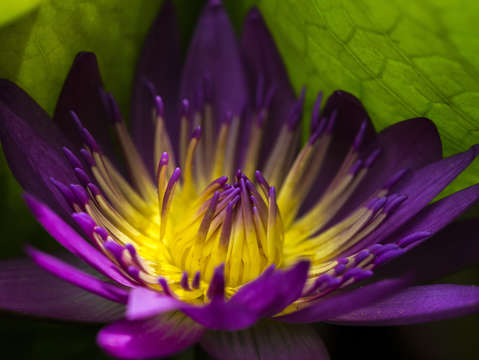 Water lily closeup