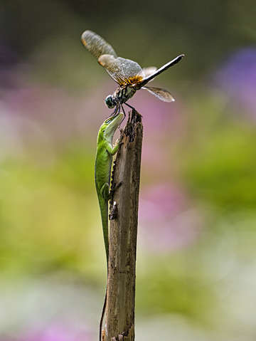 Carolina anole and dragonfly
