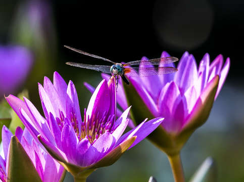 Dragonfly on a waterlily