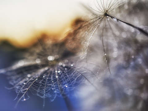 Dream catcher ii