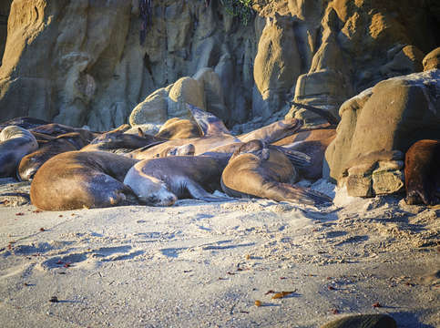 Sleepyheads