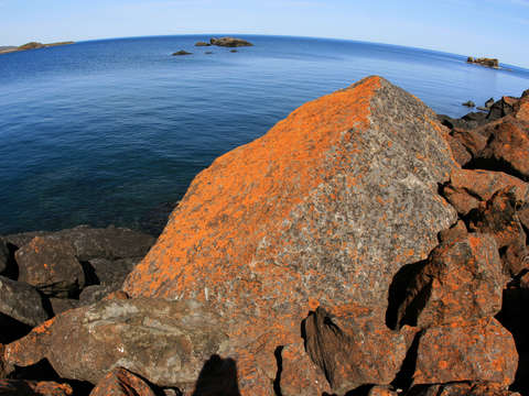 Orange moss at lake superior