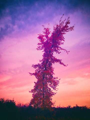 Tree lean