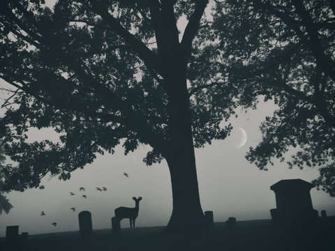 Cemetery dreams