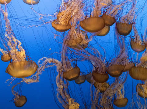 Jellies 2