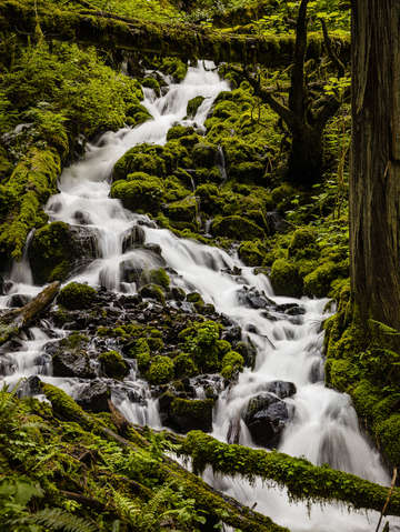 Wahkeena creek