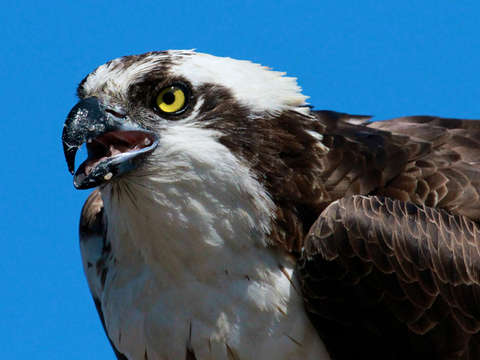 Osprey
