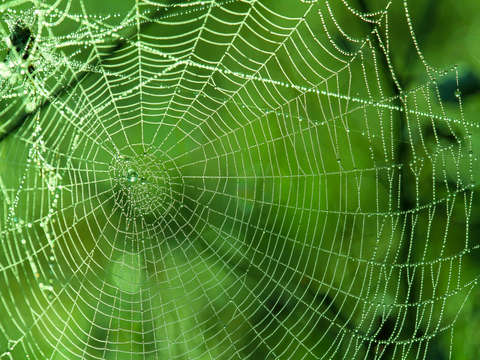 Spider Dew