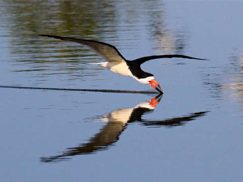Black skimmer