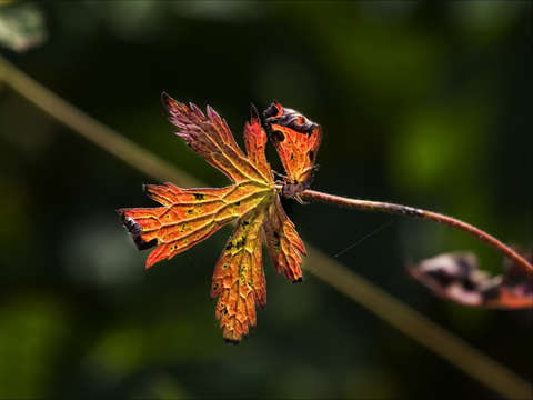 Autumn leaf