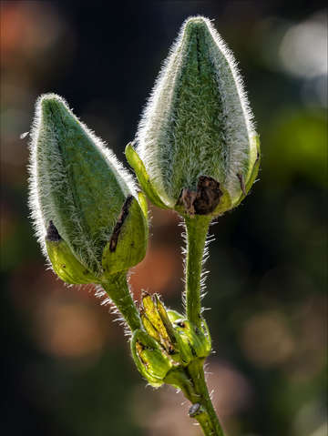 Seed pods