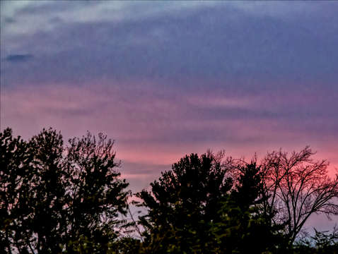 Res sky and fall trees