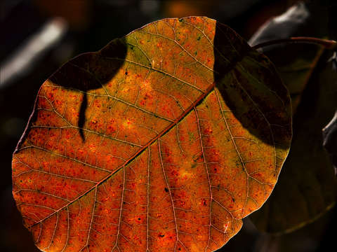 Fall leaf 2