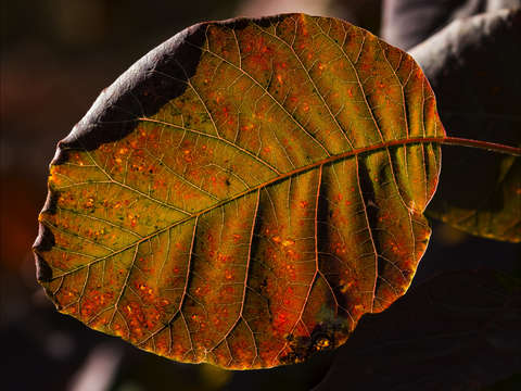 Fall leaf 3