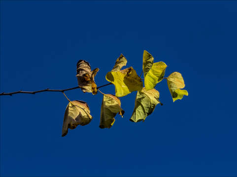 Fall leaves and sky