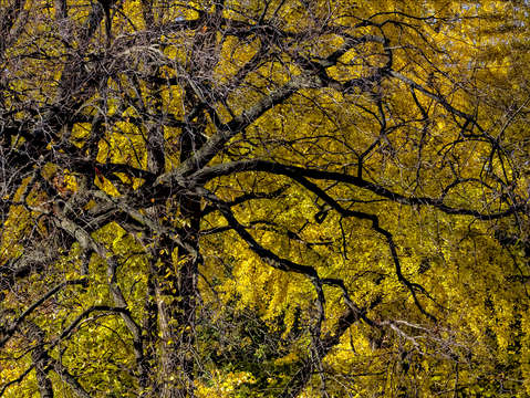 Fall trees