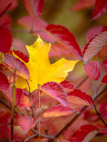 Lingering fall
