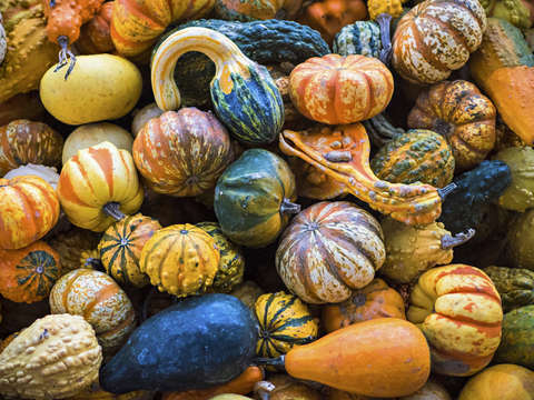 Pumpkin patch 3