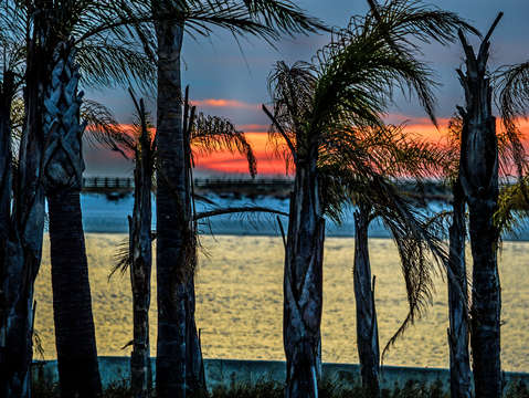 Colored palm trees