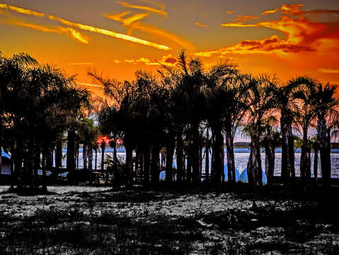 Orange skies and black palms
