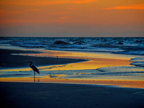 Heron doing some surf fishing