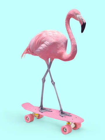 Skate flamingo